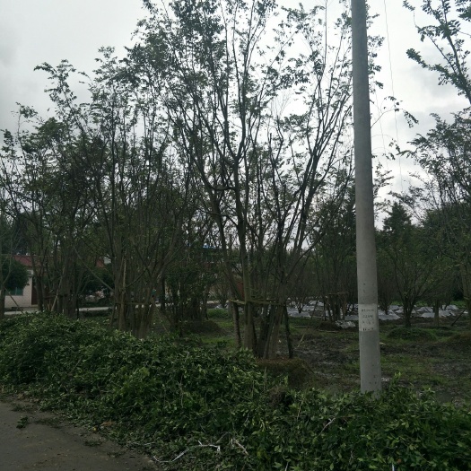 都江堰市 丛生朴树