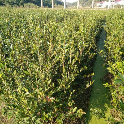攸县 良种嫁接油茶苗，