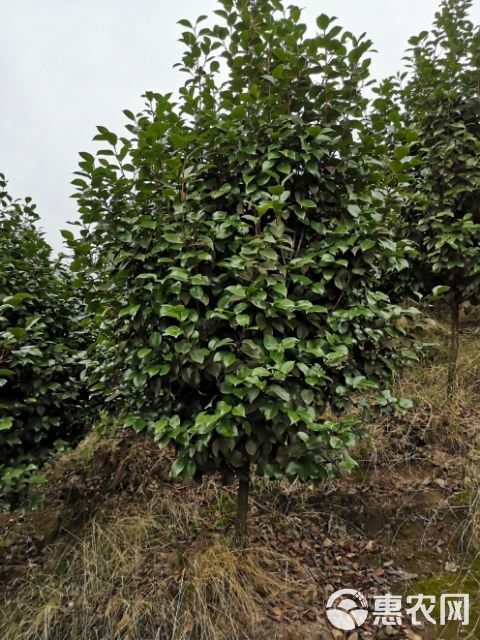 茶花树   四川高县茶花基地，直销，批发