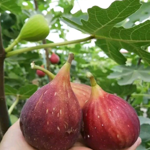 泰安波姬红无花果苗 无花果，波姬红，青皮，布兰瑞克，金傲芬