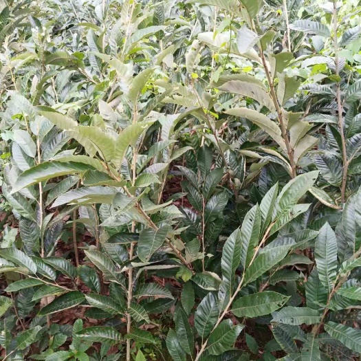 苍溪县有机板栗  嫁接板栗苗