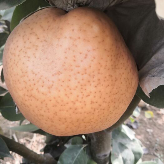 曲周县黄梨 个大皮薄