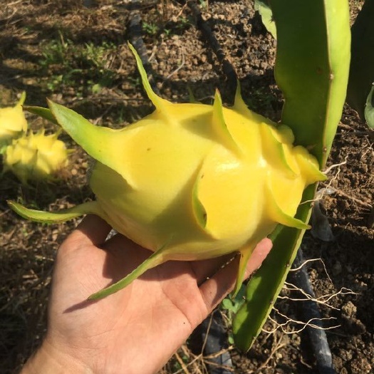 漳州黄龙果苗澳大利亚荔枝味