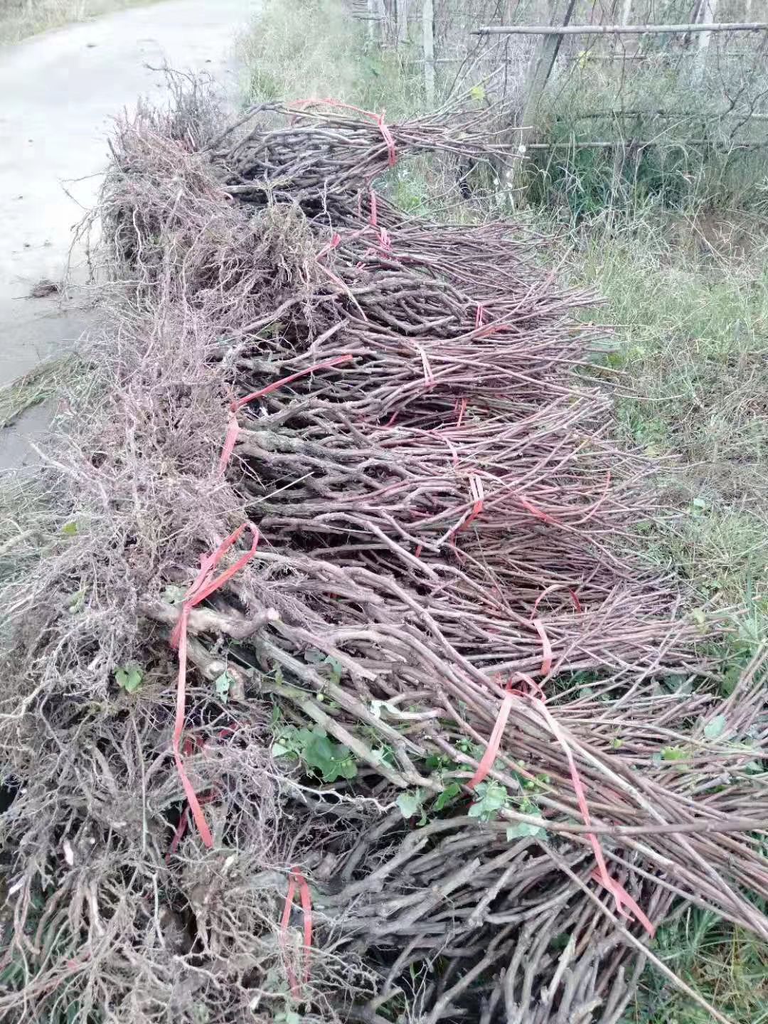 巨峰葡萄苗  巨峰提子玫瑰藍寶石葡萄苗優(yōu)質果樹苗當年結果