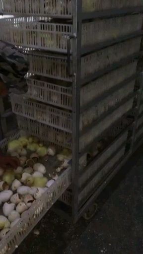 郎溪县肉鸭  鹅苗，