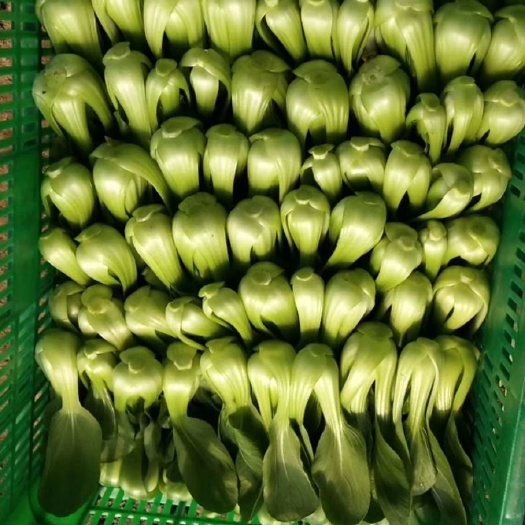 龙门县小青菜 青菜