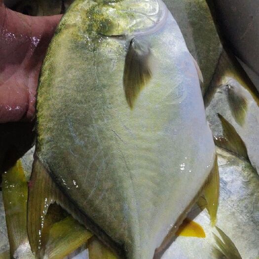 北海金鲳鱼  深海网箱养殖，新鲜鱼不零售不包运费