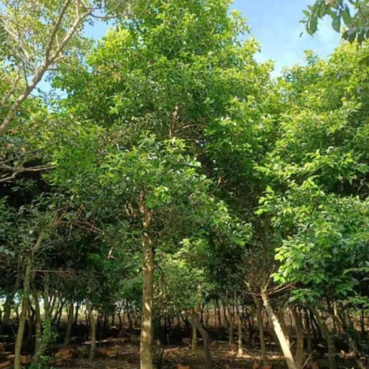 合浦县 铁冬青