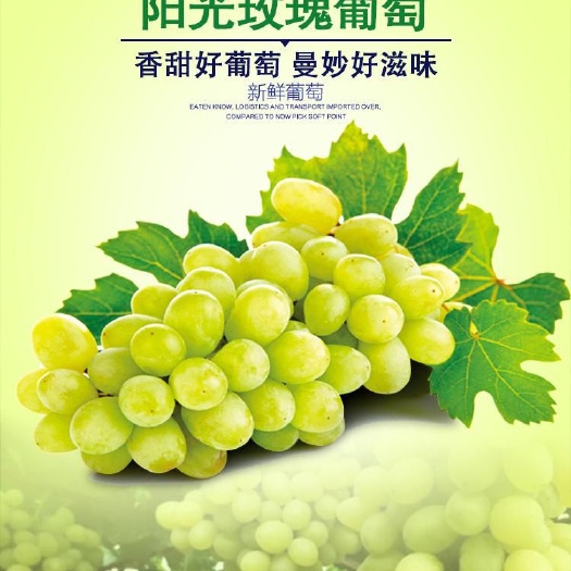 平邑县阳光玫瑰葡萄苗 品种纯正     死苗免费补发