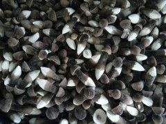三穗县鸡枞菌 种殖。
