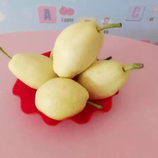 北京 特等南果梨