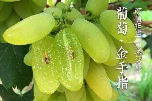 平邑县 金手指葡萄苗    品种纯正