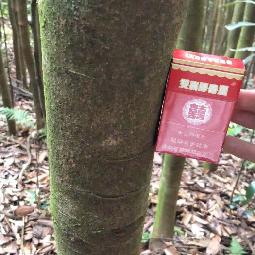 桂皮树 青山，绿植