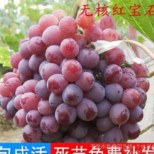 平邑县 红宝石葡萄苗    品种纯正