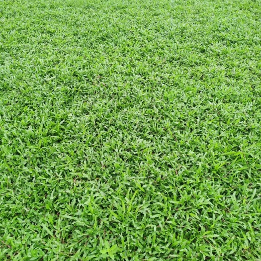 广州大叶油草