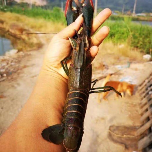 江门澳洲淡水龙虾