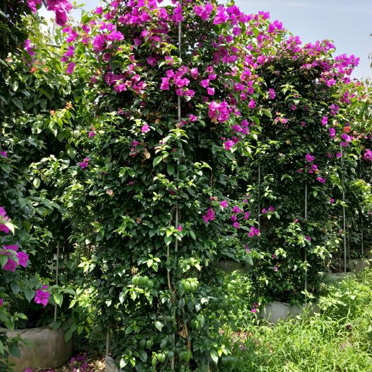 宜宾紫花三角梅  紫花红花三角梅钢筋花柱高2米直径65cm以上