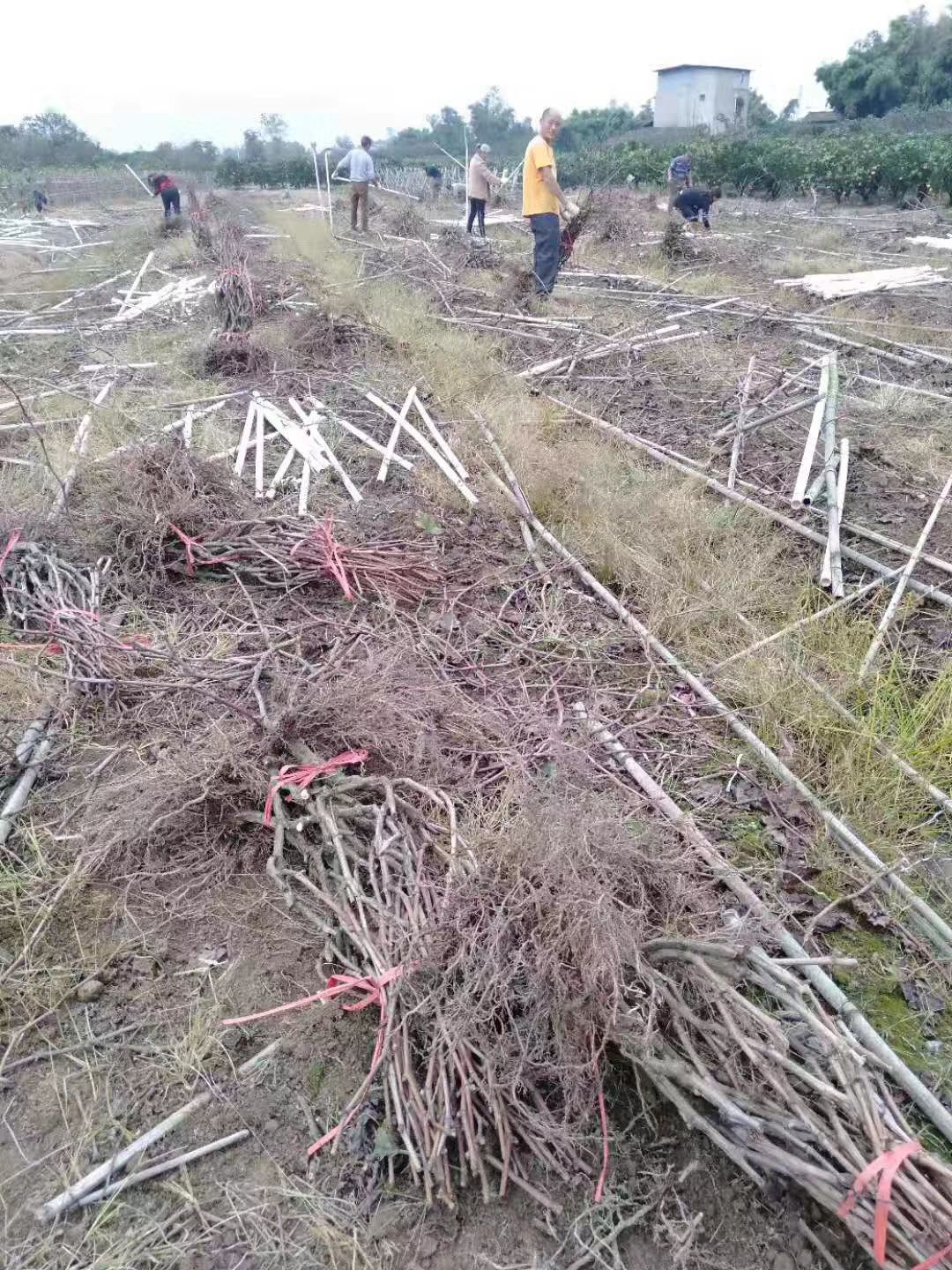 巨峰葡萄苗  巨峰提子玫瑰藍寶石葡萄苗優(yōu)質果樹苗當年結果