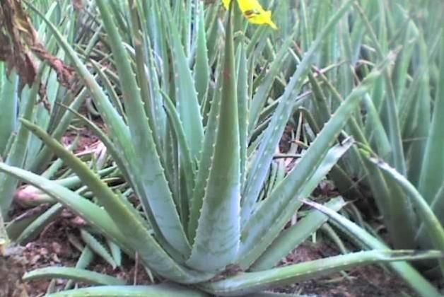 周口库拉索芦荟  美容院灌肤专用大颗芦荟，可食用盆栽芦荟