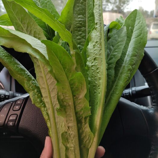 曹县青油麦 精品油麦