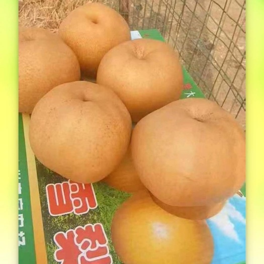 莘县 供应秋月梨 晚秋黄梨 价格包满意