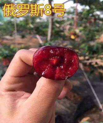 平邑县 俄罗斯八号樱桃苗     品种纯正
