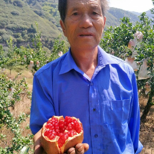 西安临潼石榴