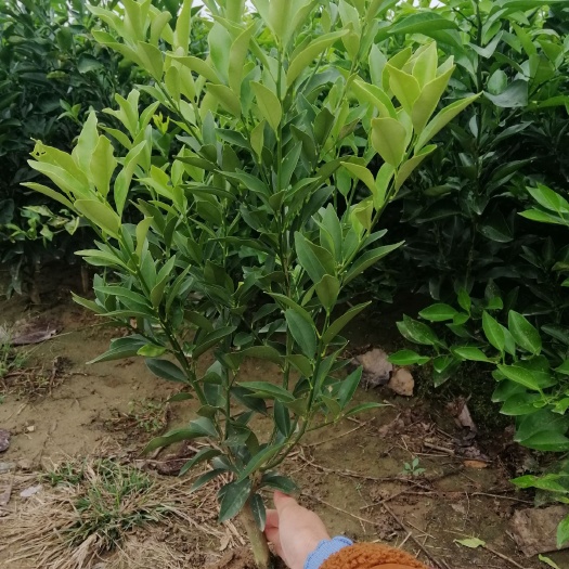 上蔡县脆皮金桔苗 20万棵金桔树苗待售多分支树形好成活率高包邮