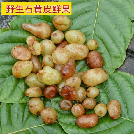 独山县 贵州石黄皮凤凰蛋500克10斤包邮化狗儿肾蕨圆羊