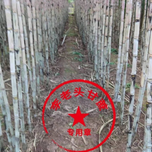 科技示范园李老头甘蔗黑皮白皮红皮
