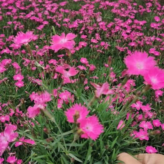 沭阳县 草花