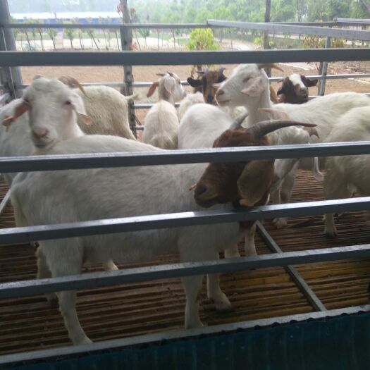 淮南常年出售批发活羊，品种有内蒙绵羊，小尾寒羊，长毛，短毛山羊