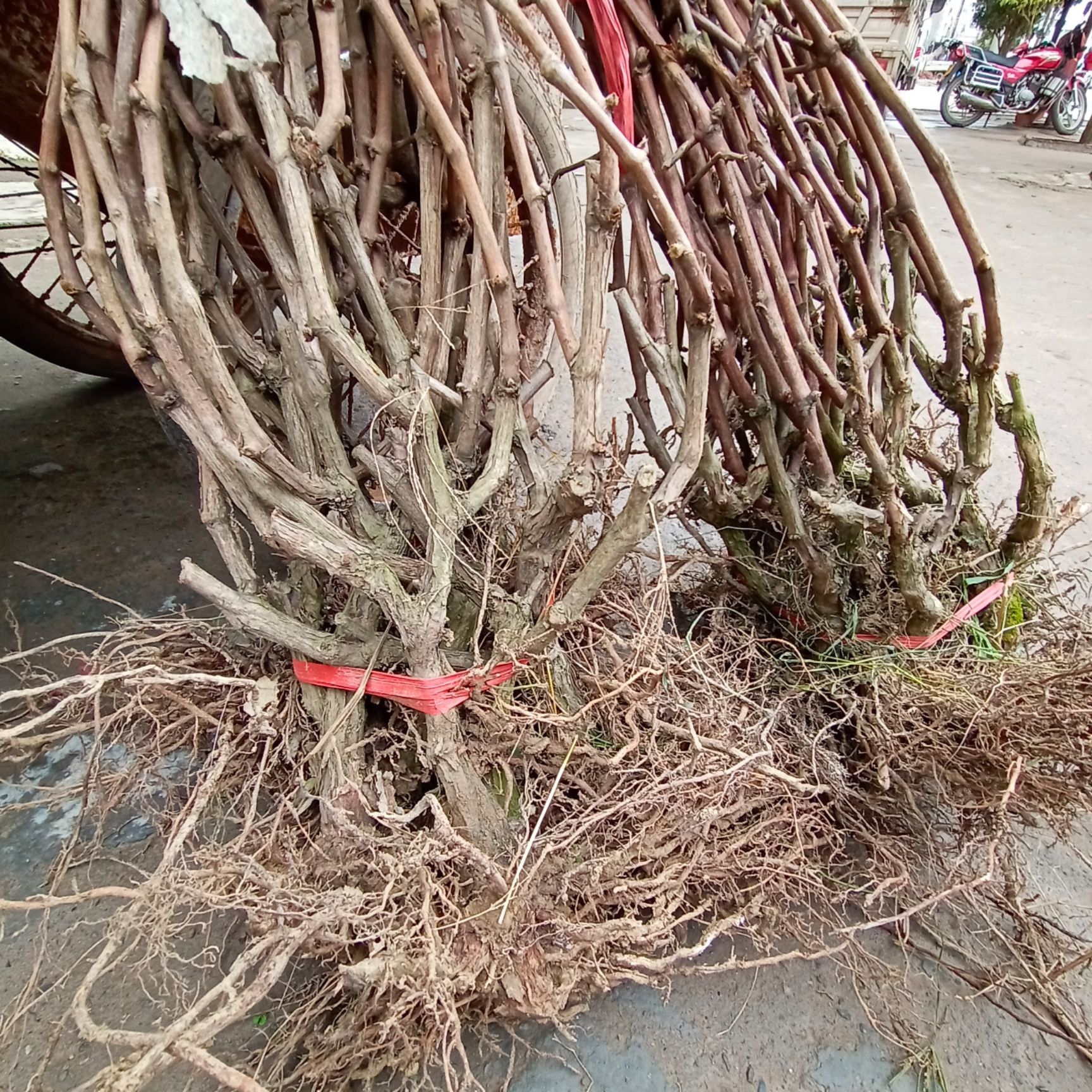 巨峰葡萄苗  巨峰提子玫瑰藍寶石葡萄苗優(yōu)質果樹苗當年結果