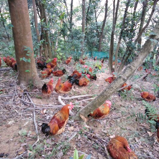 永嘉县 本地散养公鸡