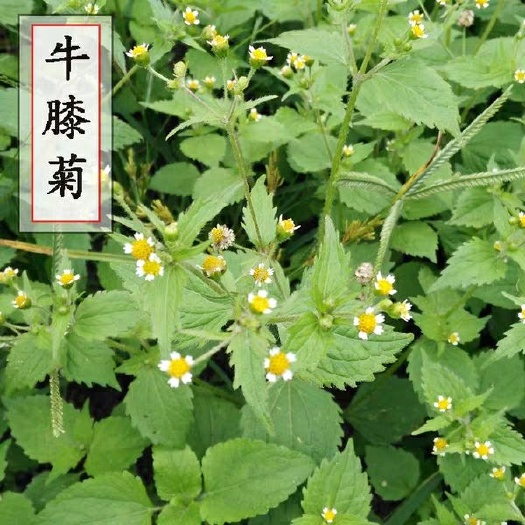 略阳县香菊  自然生500克包邮牛膝菊辣子草向阳花珍珠草铜锤草无硫晾晒干货
