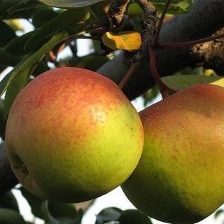 北镇市 北镇苹果梨现已上市，欢迎前来采购