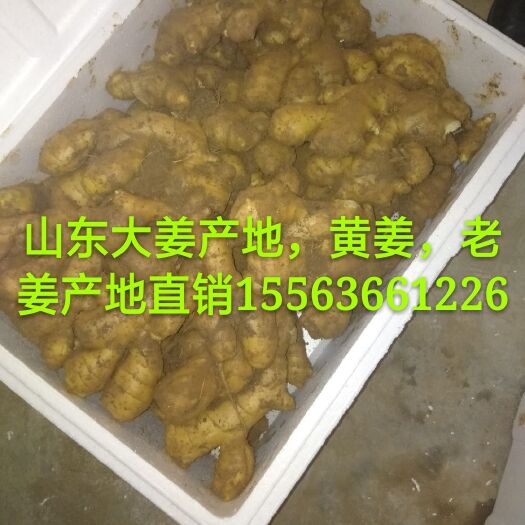 沂水县山东面姜，大姜，老姜常年大量供应