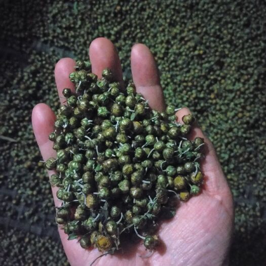 武陟县四季金银花 怀药之乡怀珍珠菊  清火