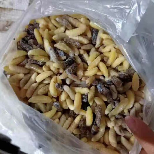 靖西市 蜂蛹长期出售