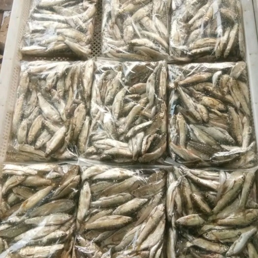 凤庆县白条鱼  冻板白条！新鲜白条