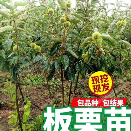 平邑县泰山板栗苗 沂蒙山迎霜红大板栗