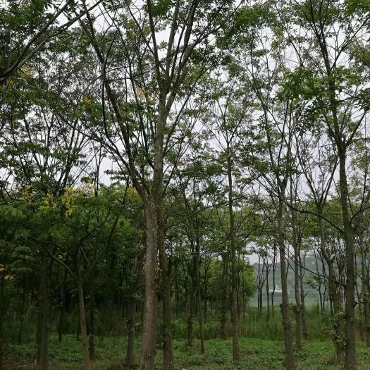 宜良县 大量供应优质朴树，质优价廉