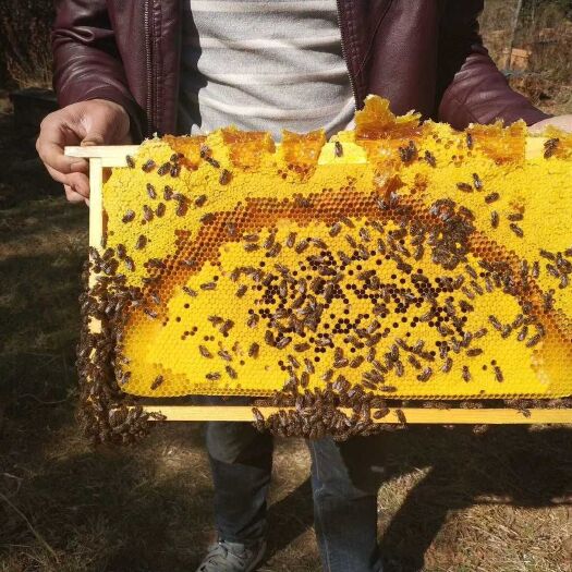 石林县 土蜂百花蜜农家自养2斤装假一培十
