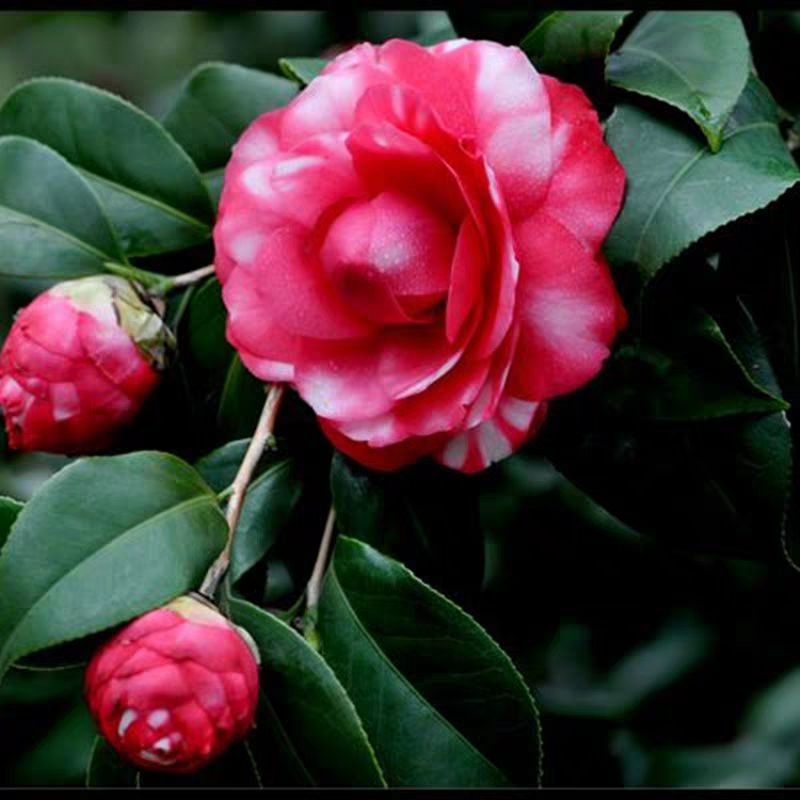 青叶贝拉茶花树苗盆栽包邮除偏远地区外便宜处理