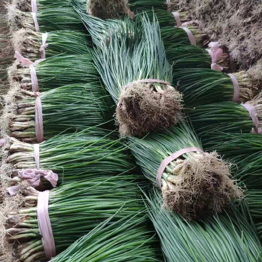 盐城小香葱  优质小葱大量供应