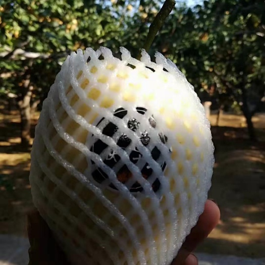 北京晚秋黄梨 80mm以上 400-450g