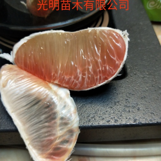 平和县泰国青柚苗  泰国翡翠青柚苗