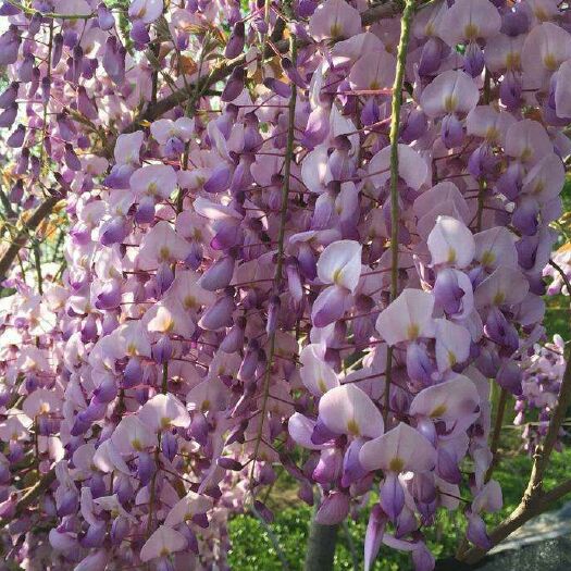 平邑县 紫藤花苗  花期长  基地直销  观赏价值高