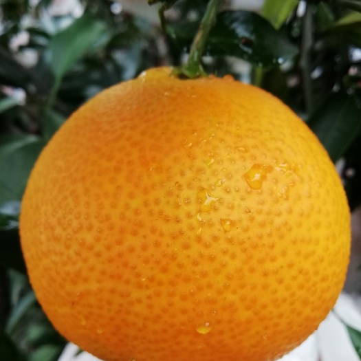 蒲江县爱媛38号柑桔 自家果园爱媛38