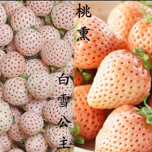 平邑县白草莓  诚信经营，信誉第一!新店开业，优惠销售，数量有限，售完为止。